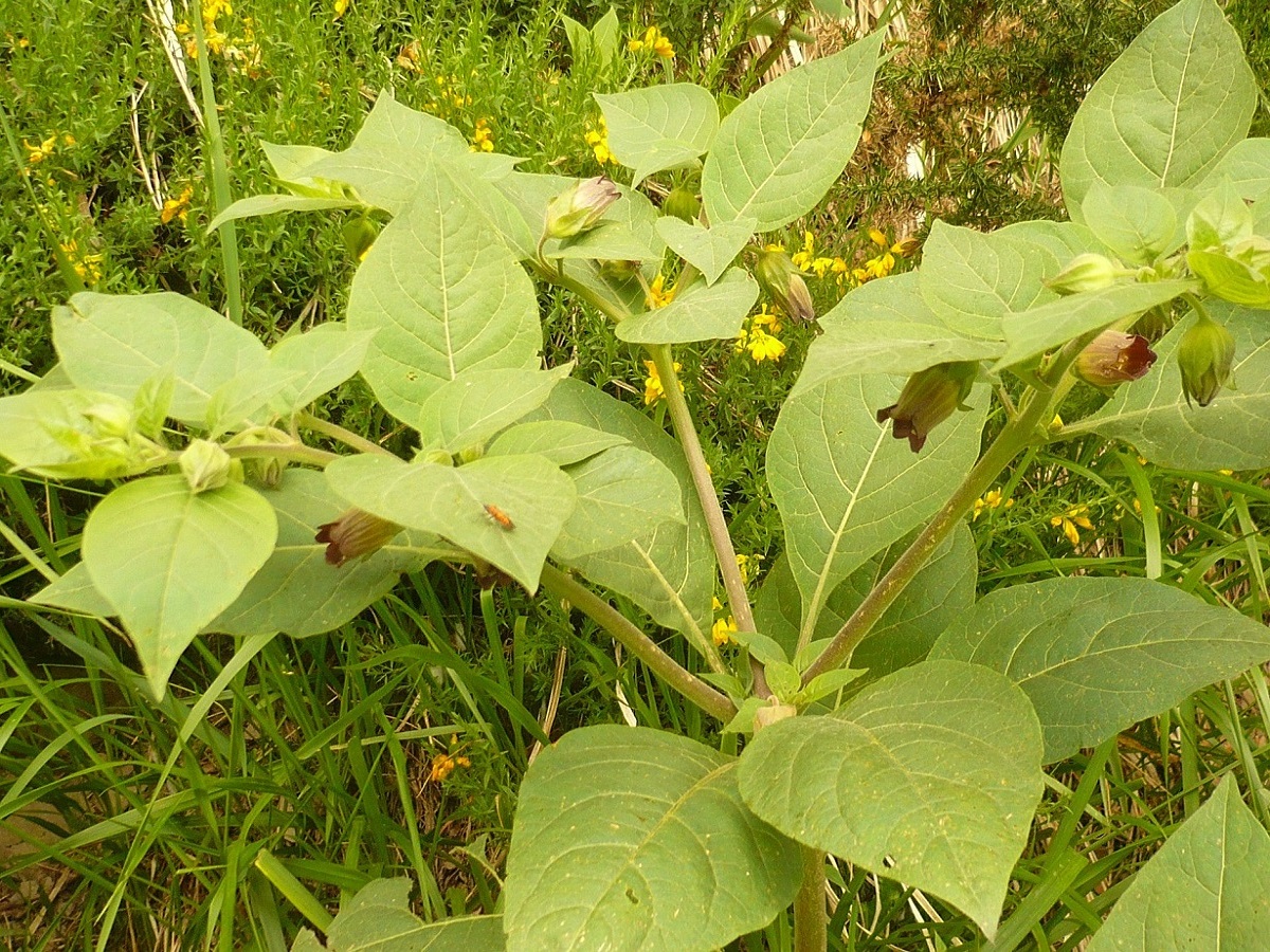 Atropa belladonna (Solanaceae)